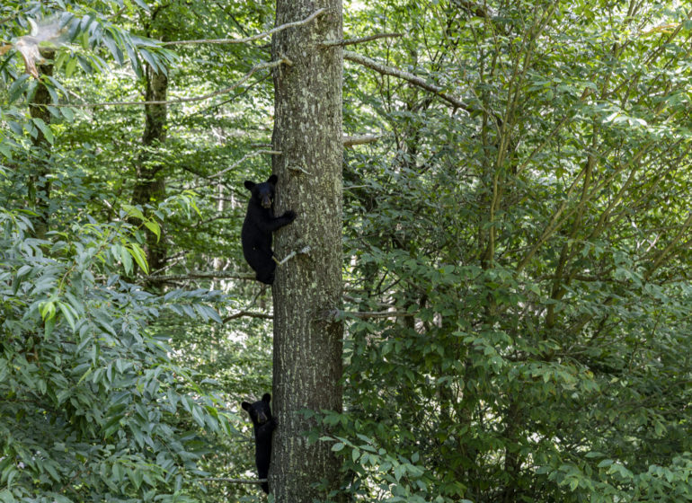 Eagles Nest Bear