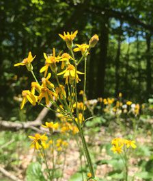 Photo of Wild Iris trail on Beech Mountain, NC